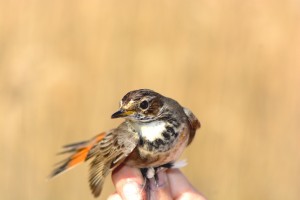 foto di Giuseppe Pignotti